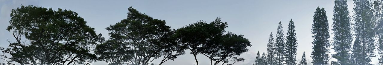 Low angle view of trees against blue sky