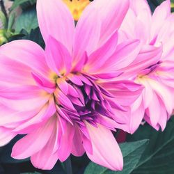 Close-up of pink flower