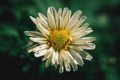 Close-up of yellow flower blooming outdoors