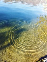 Reflection of trees in water