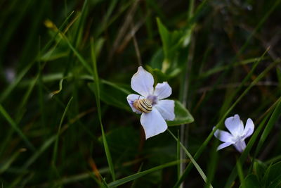 Close-up of white flowering plant