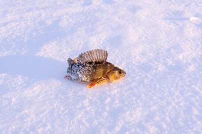 Butterfly on snow covered landscape