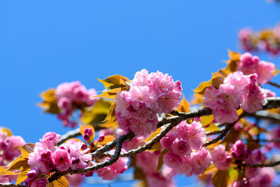 Low angle view of pink cherry blossoms against sky