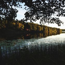 Reflection of trees in water