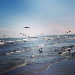 Flock of seagulls on beach