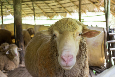 Close-up of sheep in pen