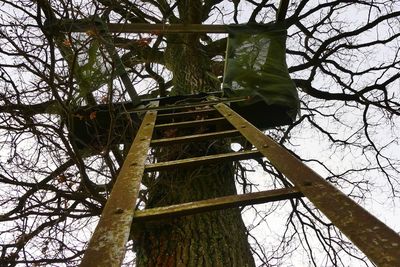 Low angle view of bare tree against sky