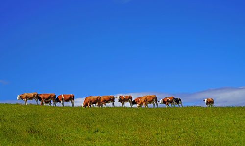 Horses grazing in a field