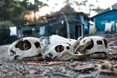 Close-up of animal skull