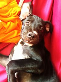 Close-up of a dog resting on sofa