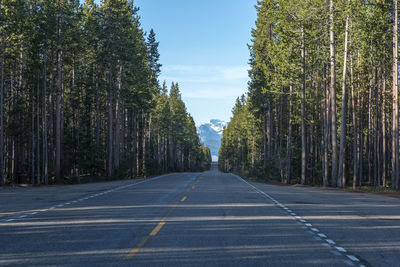 Empty road amidst trees