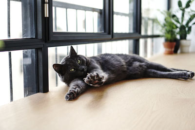 Portrait of cat resting on floor at home