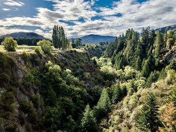 Pine trees in forest against sky