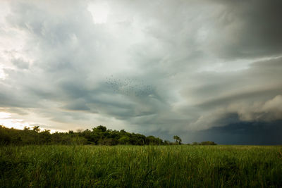 Scenic view of field against sky