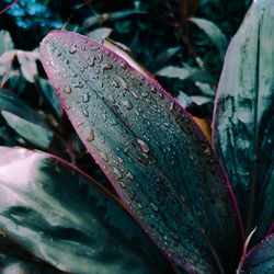 Close-up of wet plant