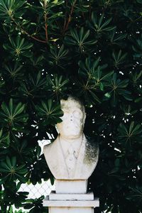 Low angle view of cat on tree against plants