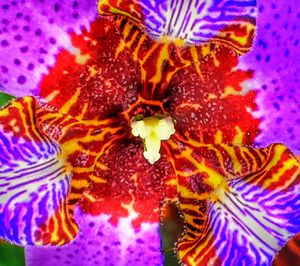 Close-up of purple flowers