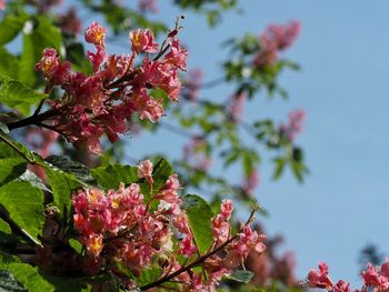 Pink flowers blooming on tree