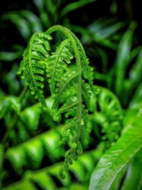 Full frame shot of green leaves