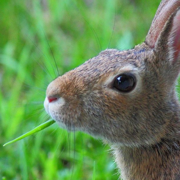animal themes, one animal, focus on foreground, wildlife, mammal, animals in the wild, close-up, animal head, animal body part, brown, side view, nature, looking away, selective focus, grass, outdoors, day, field, zoology, squirrel