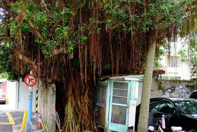 Plants growing on tree trunk