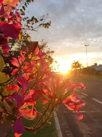 Red flowering plant against sky during sunset