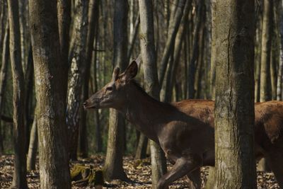 Giraffe in forest