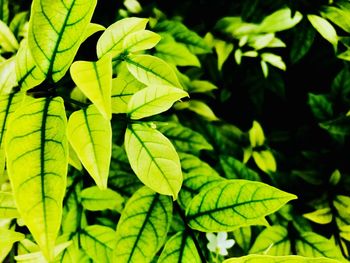 Close-up of fresh green leaves