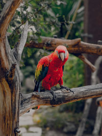 Close-up of parrot perching on branch