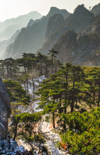 View of the clouds and the pine tree at the mountain peaks of huangshan national park, china. 