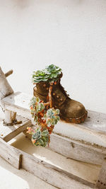 Close-up of potted plant on table against wall