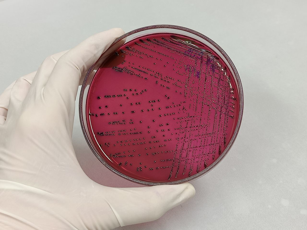 pink, red, science, research, laboratory, scientific experiment, biology, lip, indoors, one person, medical research, education, biochemistry, healthcare and medicine, petri dish, holding, hand, microbiology, human eye, close-up, protection, studio shot, biotechnology