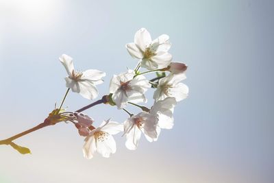 Close-up of cherry blossoms against clear sky