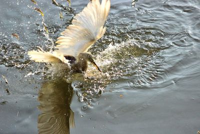 Bird flying over water