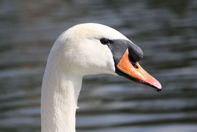 Close-up of swan in lake