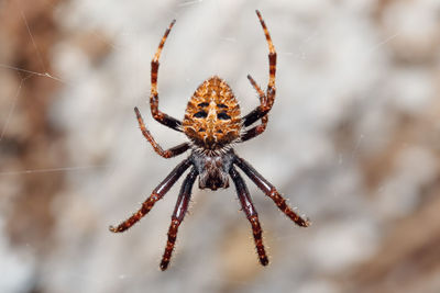 Close-up of spider