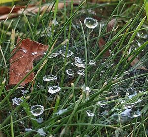 Close-up of raindrops on grass