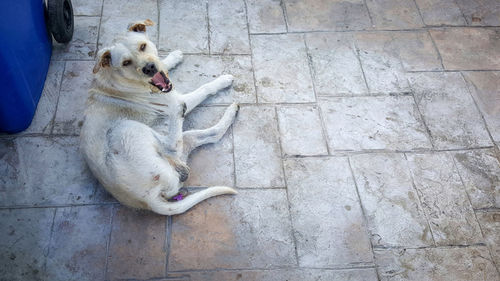 High angle portrait of dog sitting outdoors