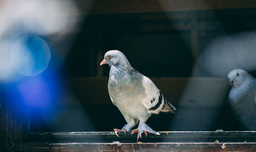 Portrait of a specific pigeon in a cage. close image of beautiful pigeons of a different kind.