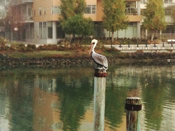 Gray heron perching on water