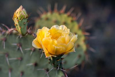 Close-up of yellow prickly pear cactus
