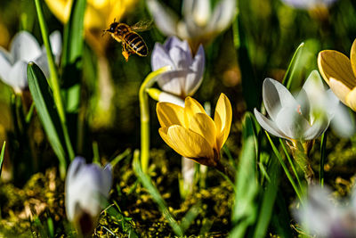 Close-up of honey bee on purple crocus flowers on field
