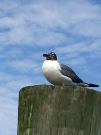 Low angle view of seagull perching on wooden post against sky