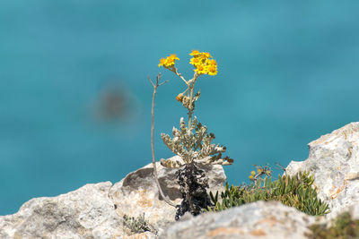 Close-up of plant on rock against blue sky