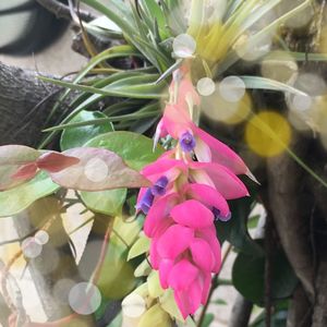 Close-up of pink flowers blooming outdoors