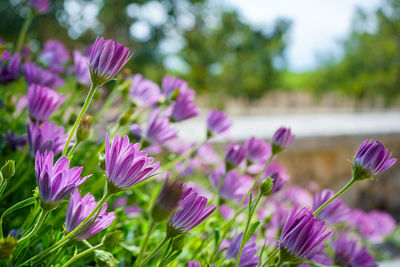 Close-up of pink crocus flowers on field