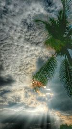 Palm tree against sky