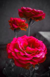 Close-up of pink rose