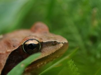 Close-up of lizard on leaf