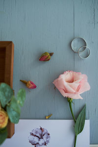 Close-up of pink roses on table against wall